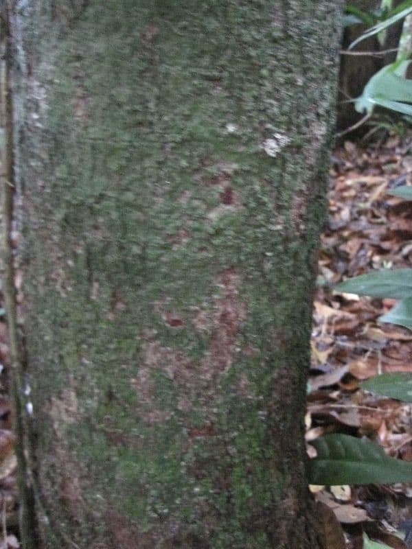 Andira 5
