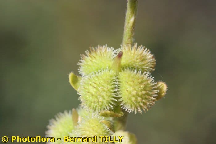 Cynoglossum dioscoridis 3