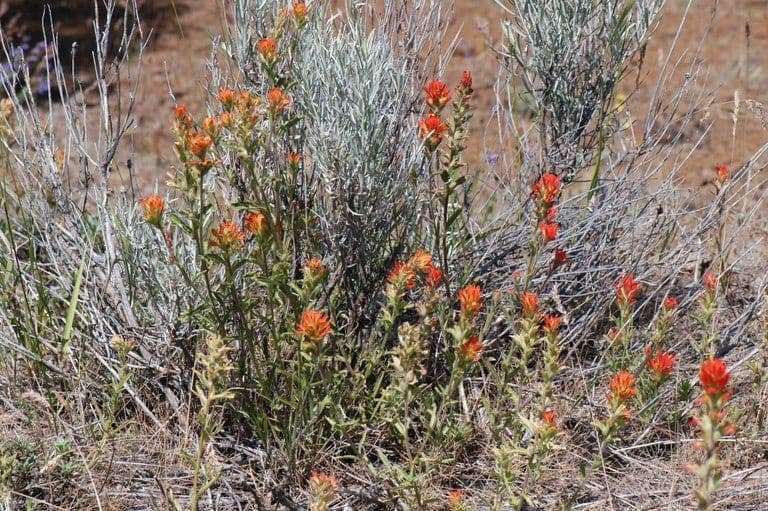 Castilleja 6