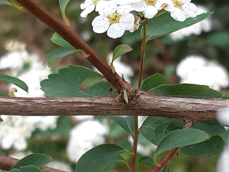 Spirea trilobata 21