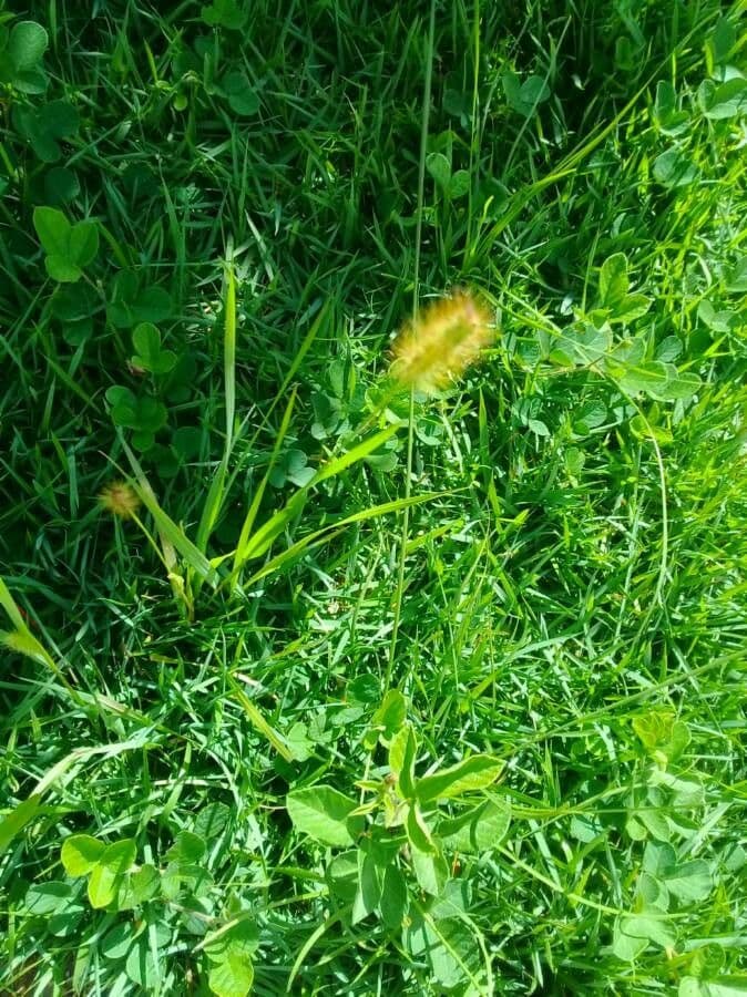 Setaria minore 18
