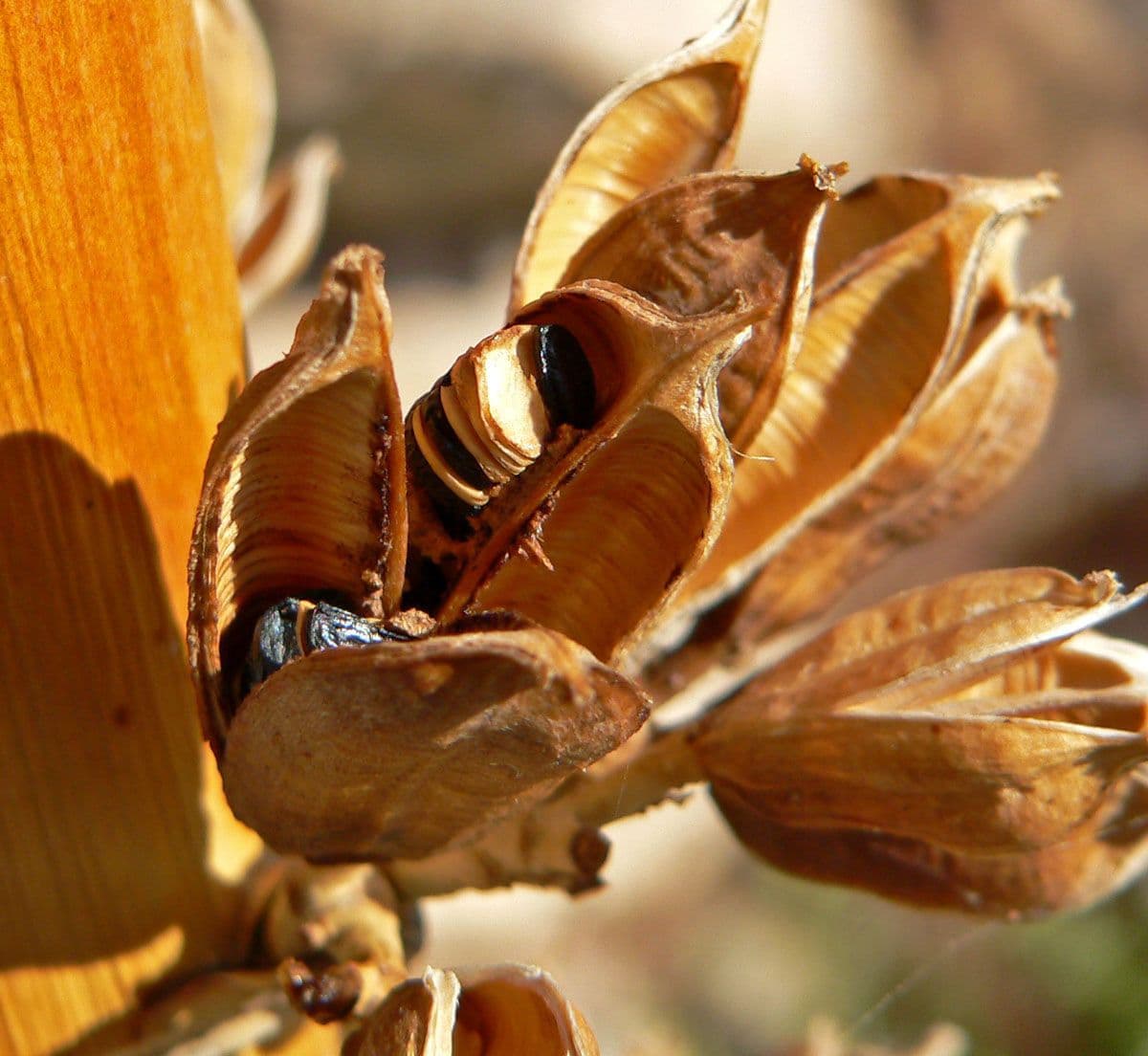 Utah-Agave 2