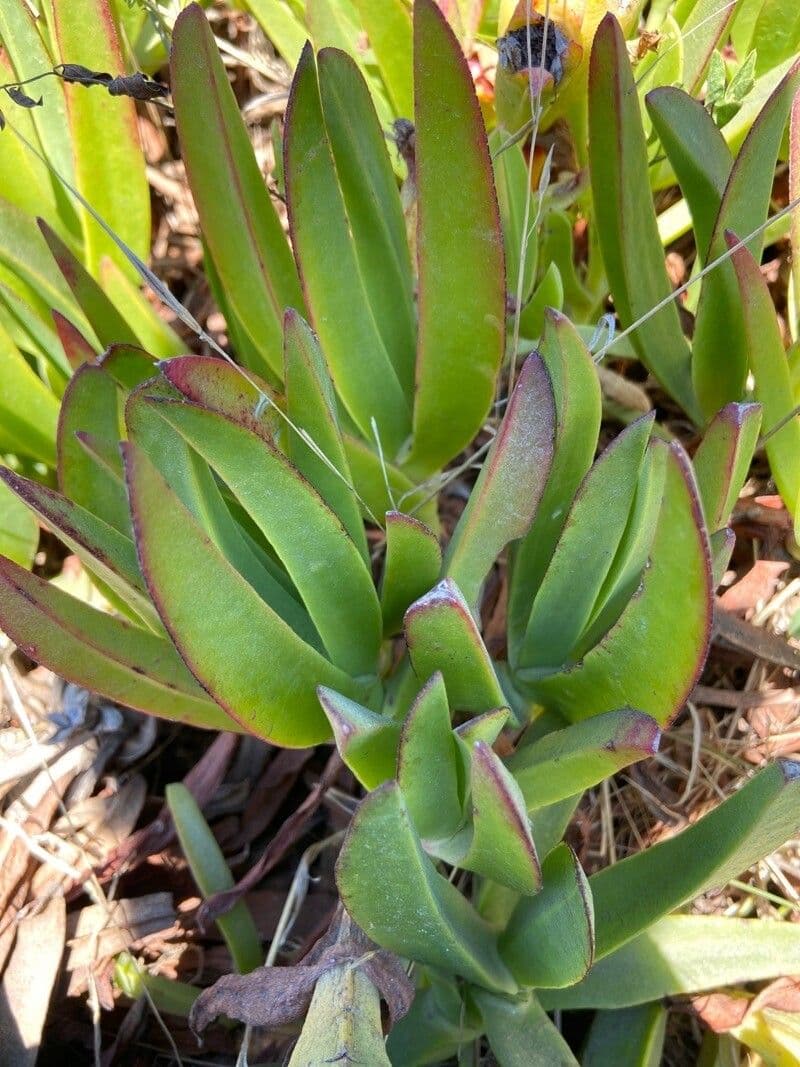 Carpobrotus chilensis 6
