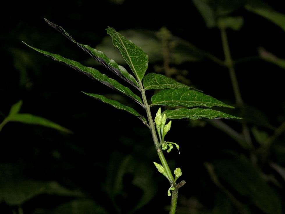 Solanum trizygum 8