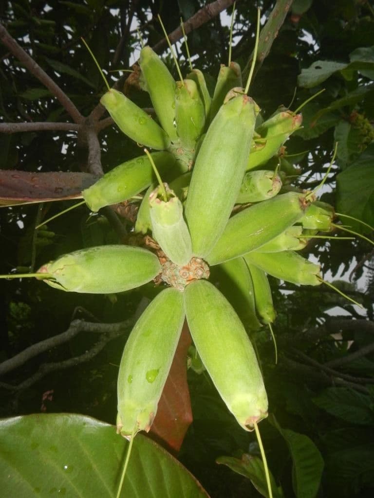 Barringtonia 13