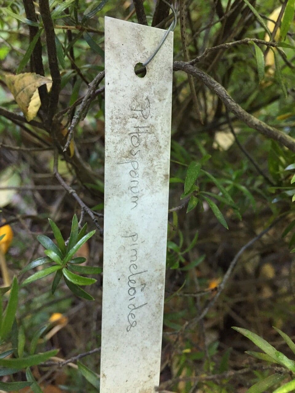 Pittosporum 2