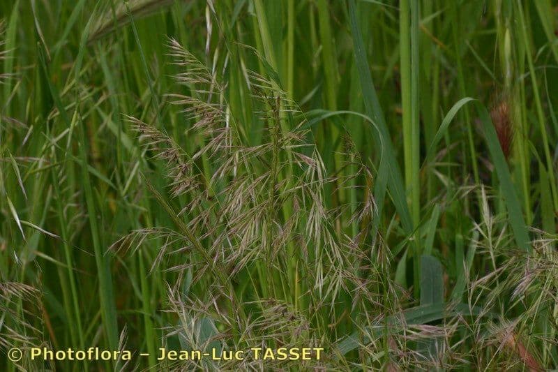 Festuca ligure 9