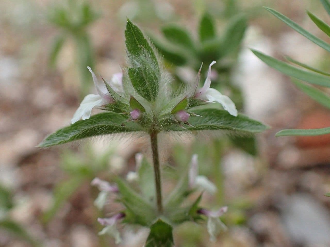 Sideritis romana 21