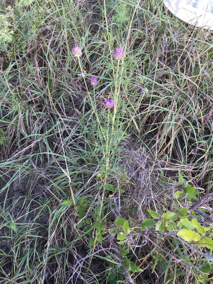 Dalea compacta 9
