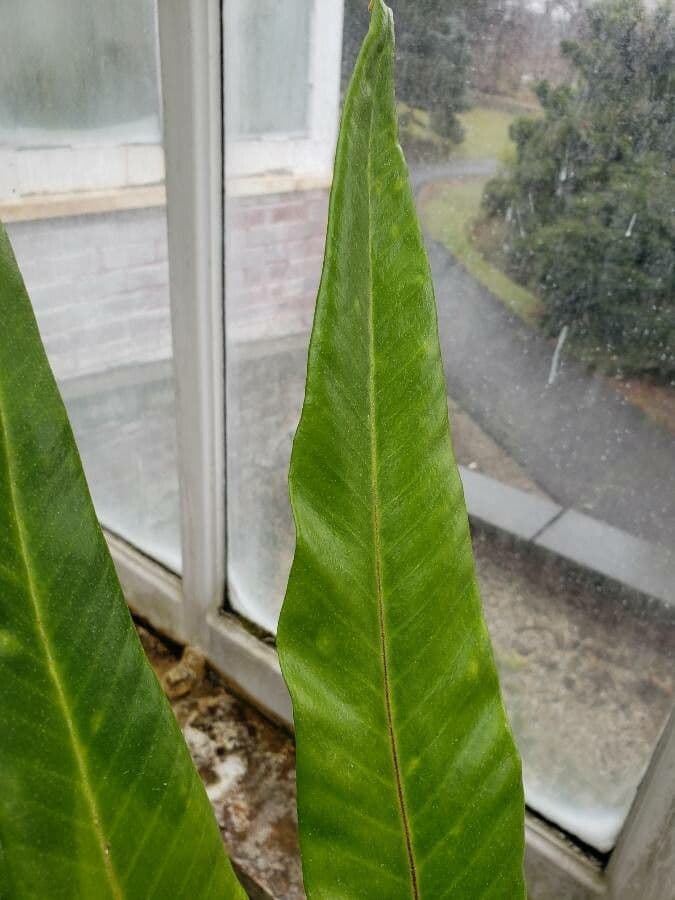 Pyrrosia subfurfuracea 2