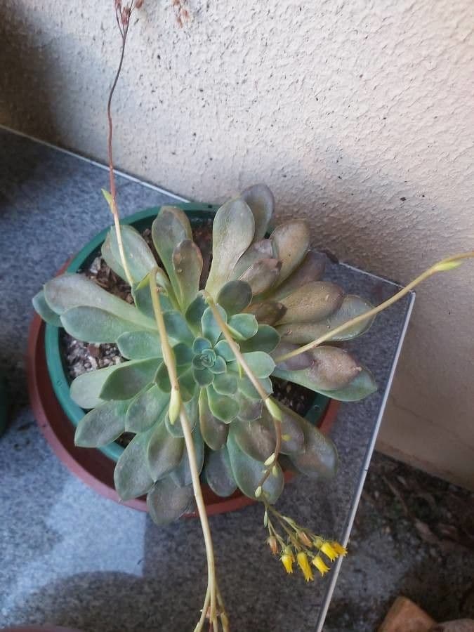 Echeveria secunda 25