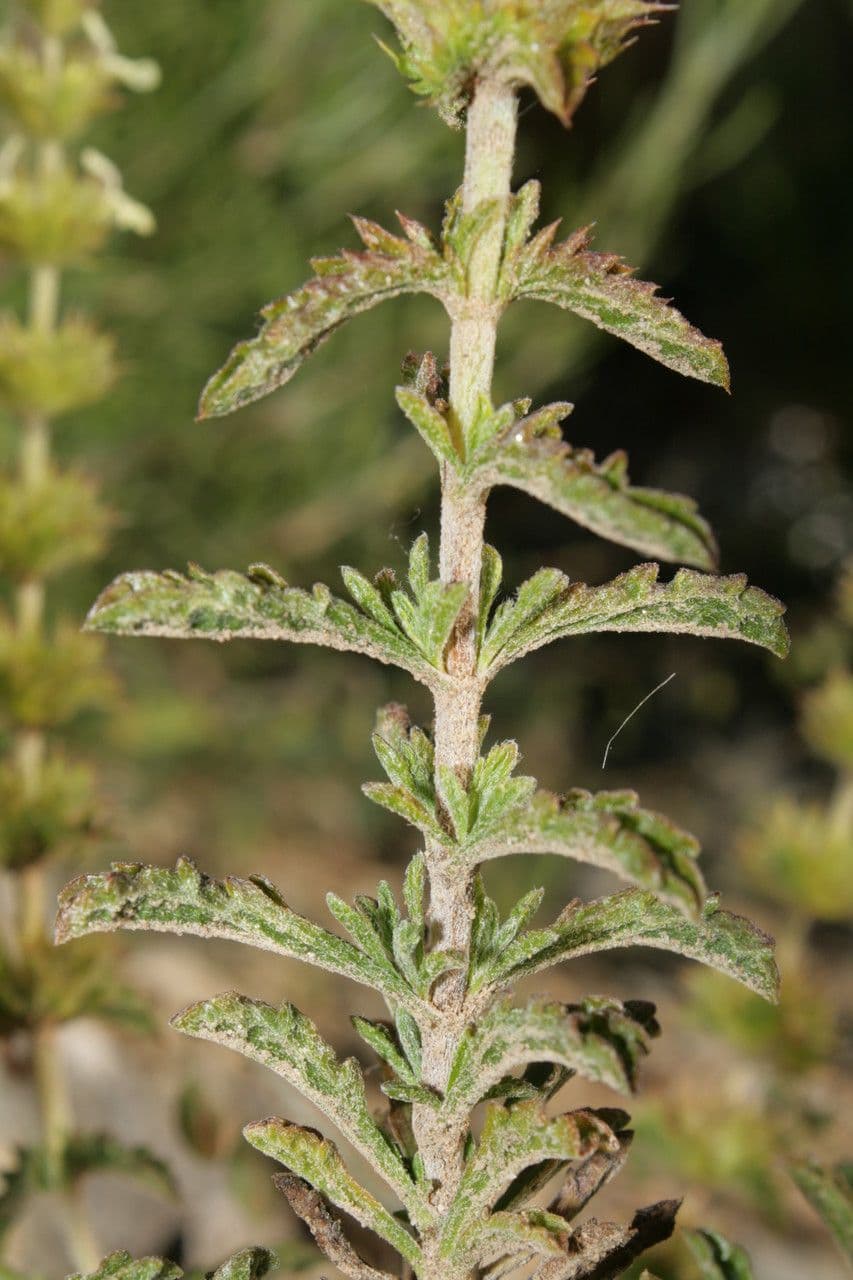 Sideritis 20
