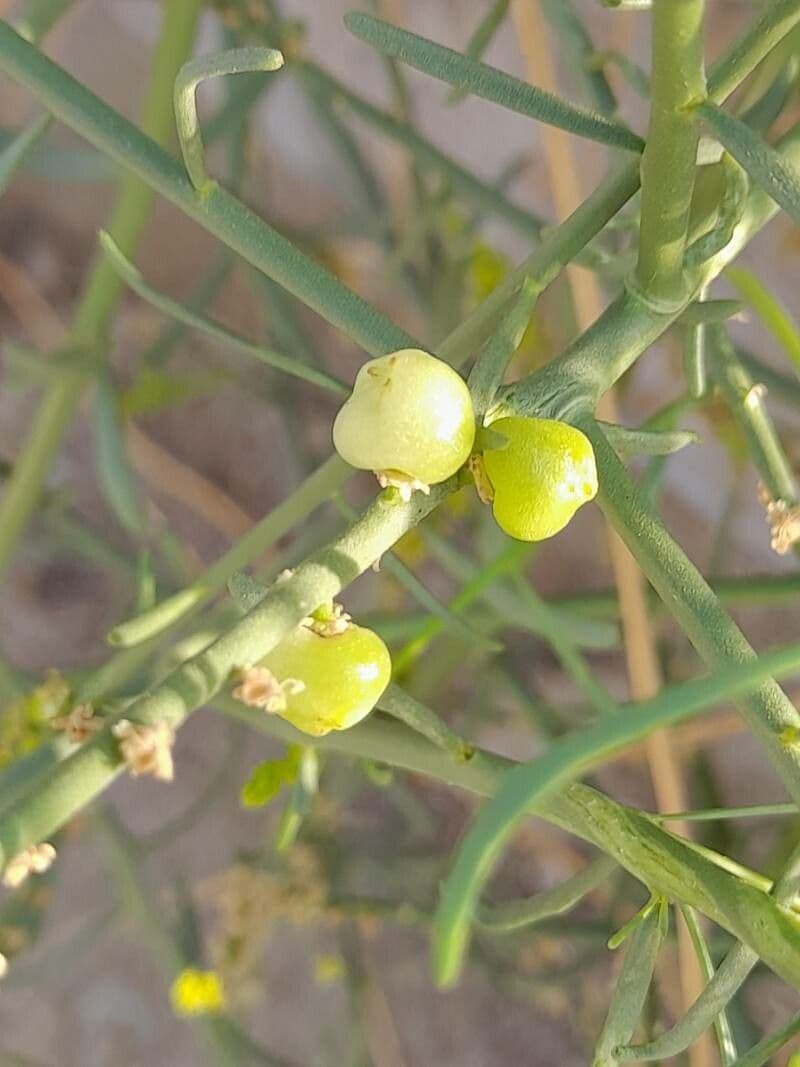 Ochradenus 2