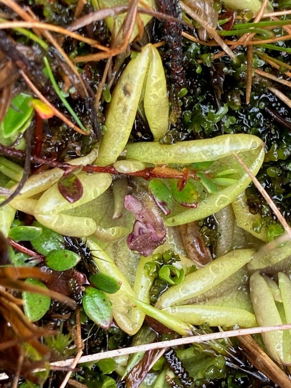 Erba unta 10