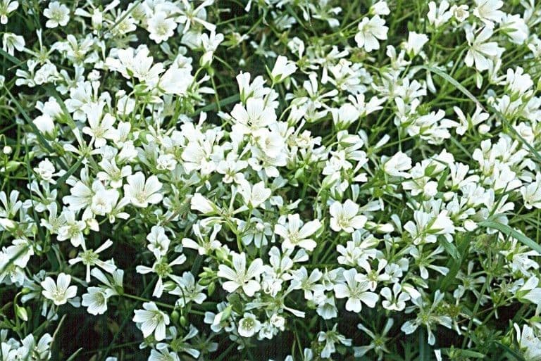 Limnanthes 7
