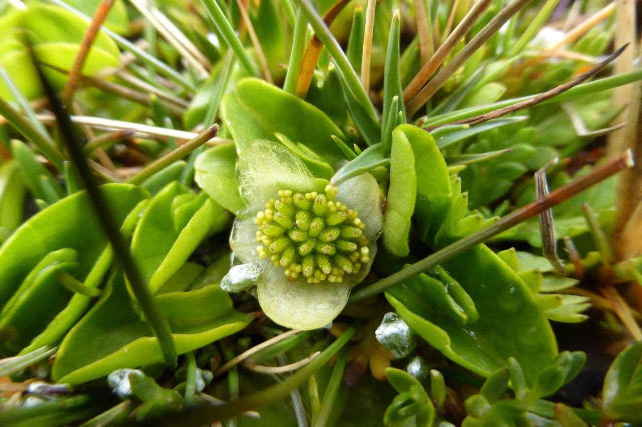 Psychrophila