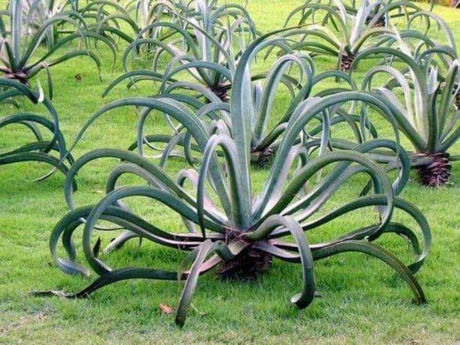 Agave polpo 2