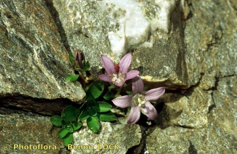 Campanula di Cenis 19