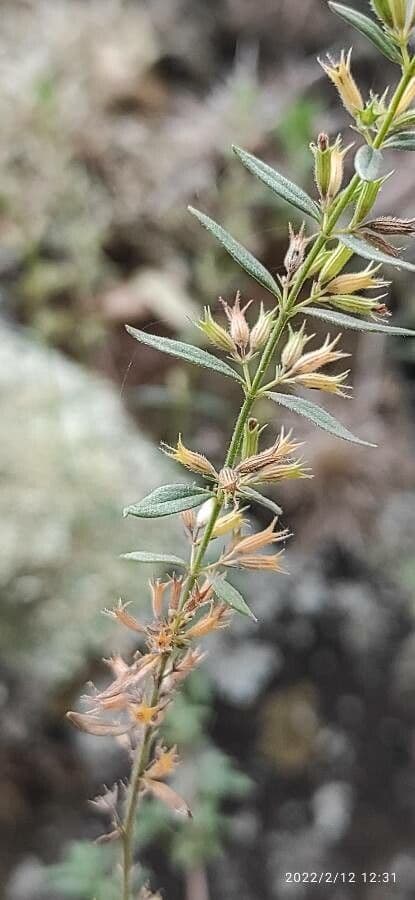 Micromeria greca