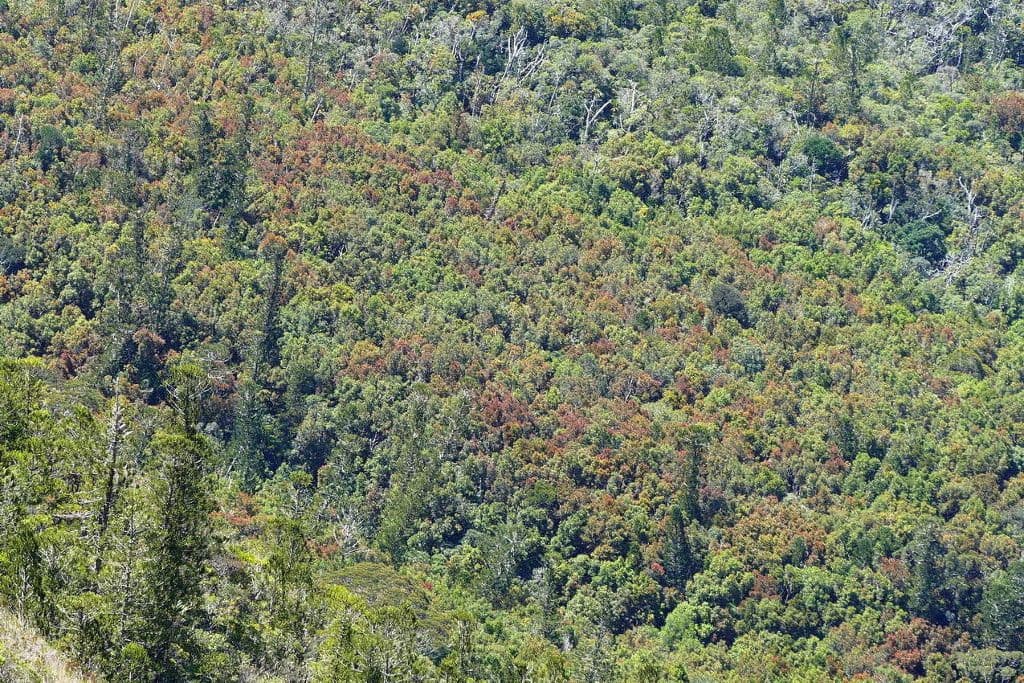 Nothofagus 7