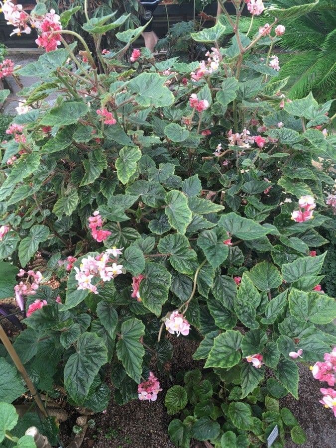 Begonia incarnata 5
