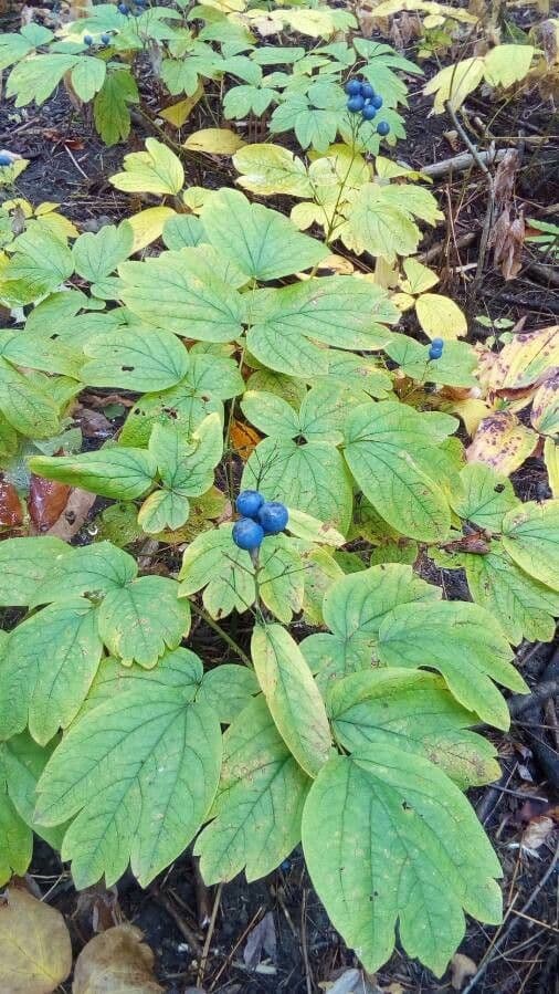 Caulophyllum 4