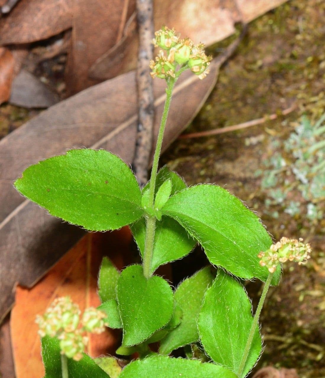 Whipplea modesta 13