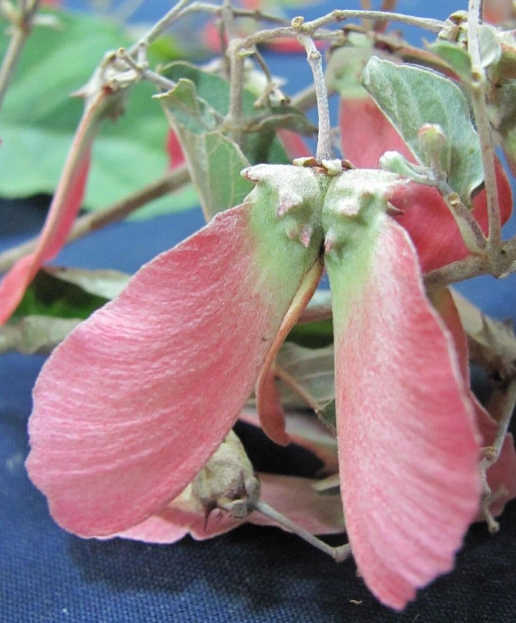 Banisteriopsis muricata 2