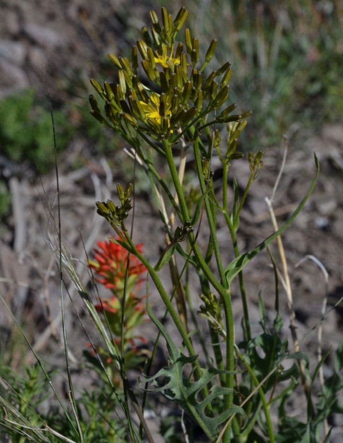 Cerefolio acuminado 13