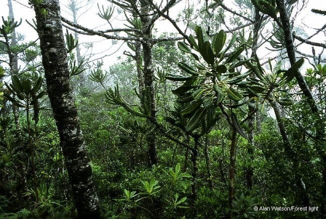 Araucaria 4