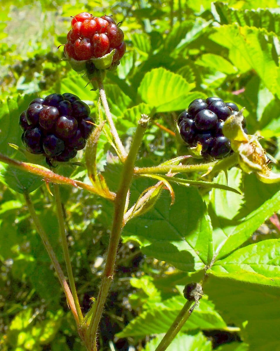 Rote Brombeere 5