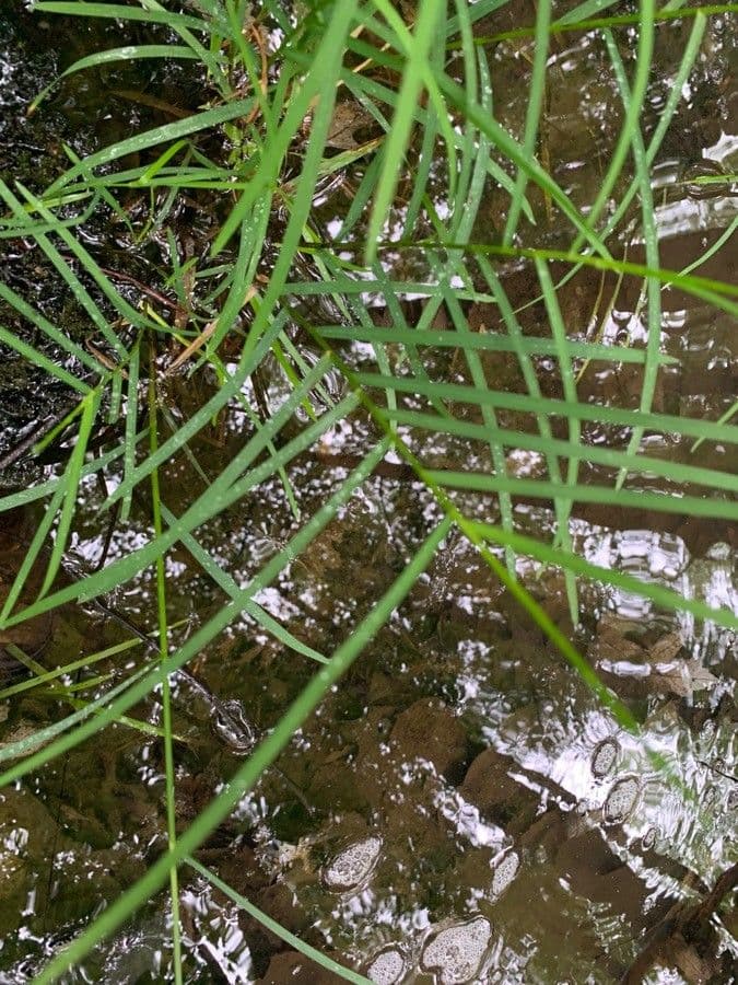 Glyceria striata 13
