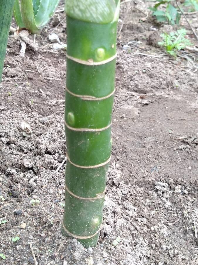 Dieffenbachia 22