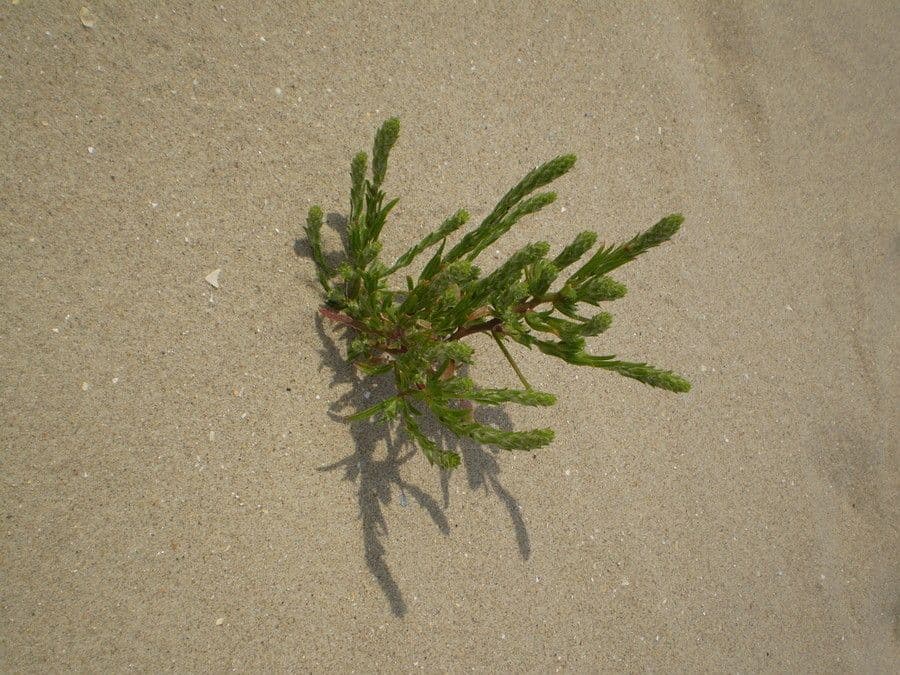 Corispermum di Pallas 7
