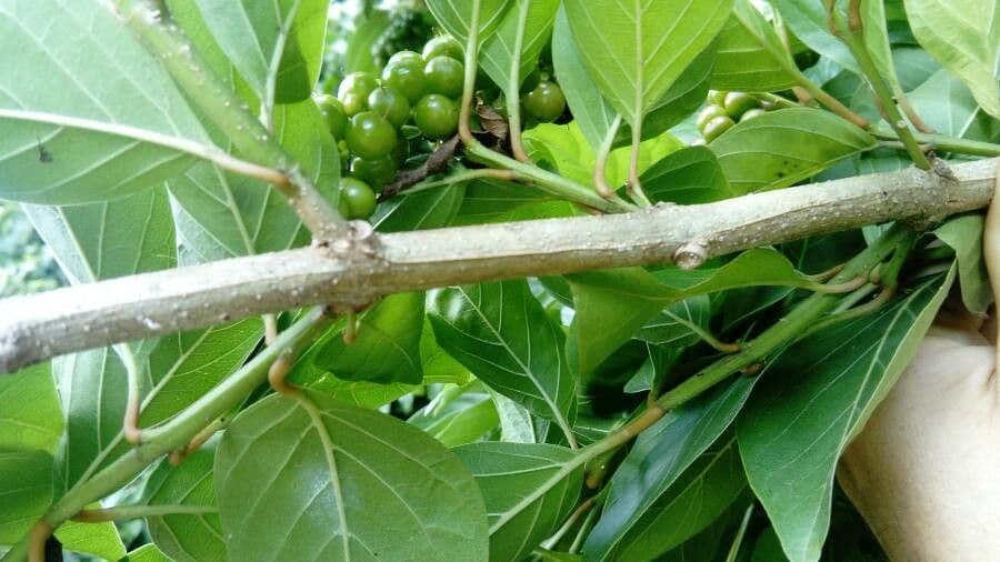 Citharexylum 21