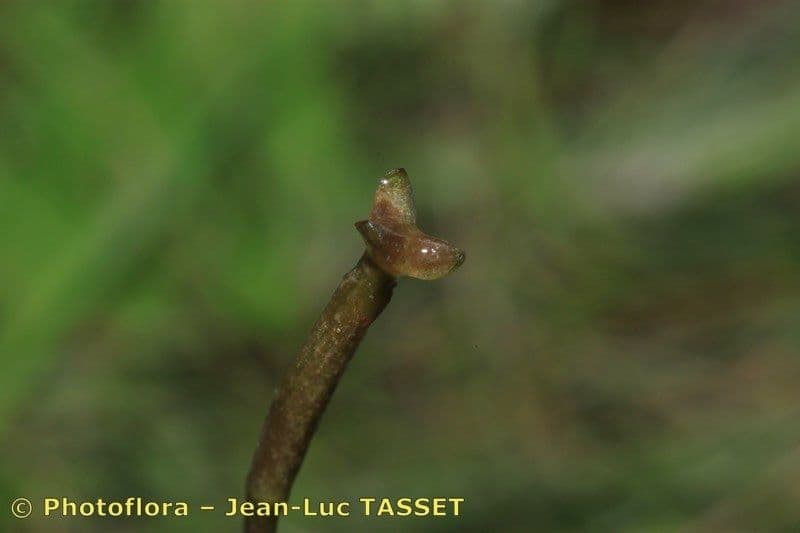 Vallisneria a spirale