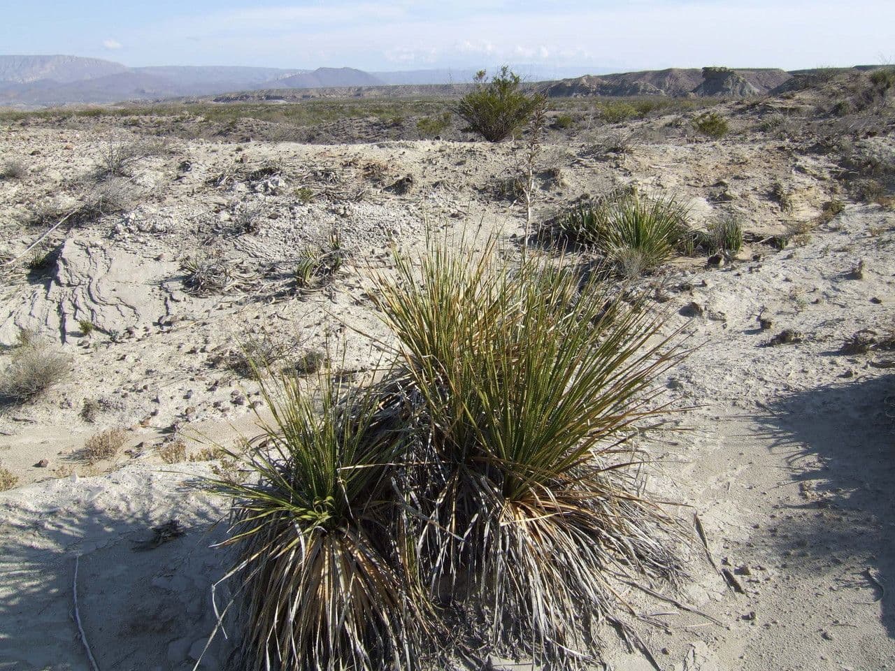 Grünes Sotol 3