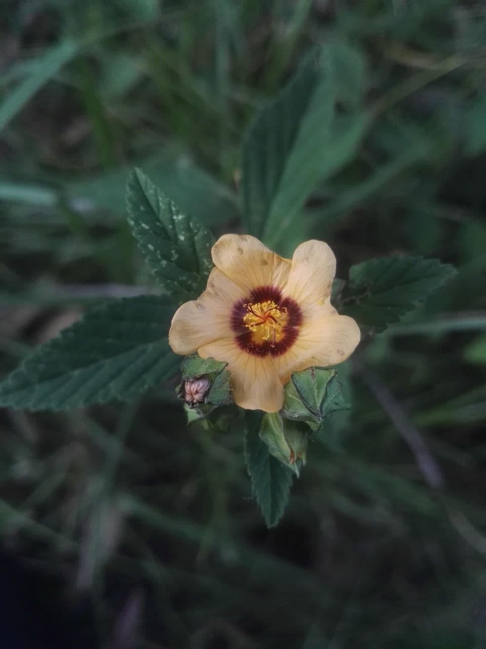 Sida urens 2