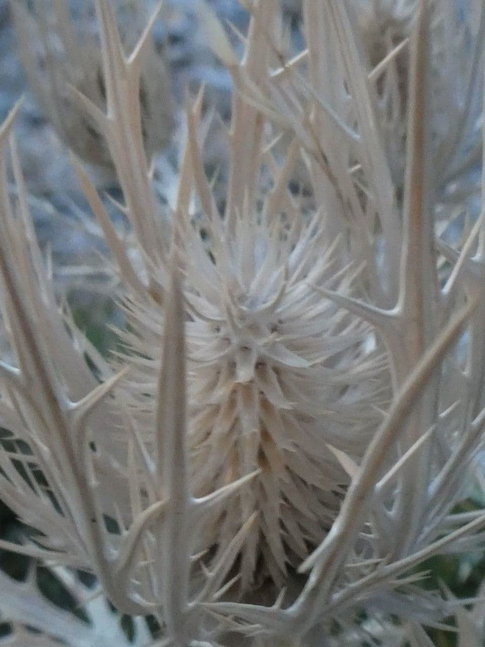 Panicaut blanc 3