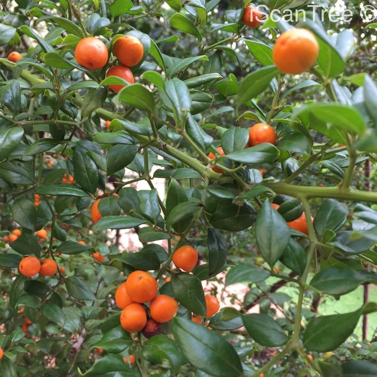 Stechpalmenblättriger Cassinopsis 4