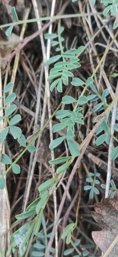 Hippocrepis 18