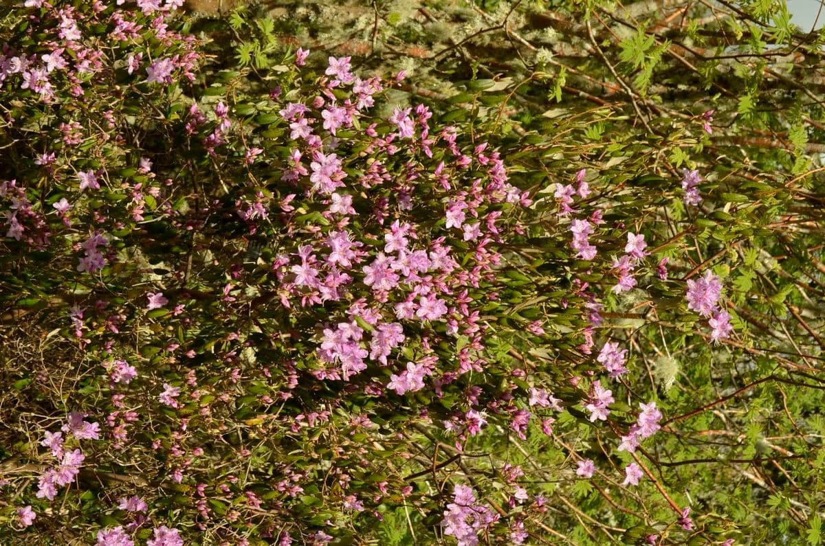 Rododendro 7