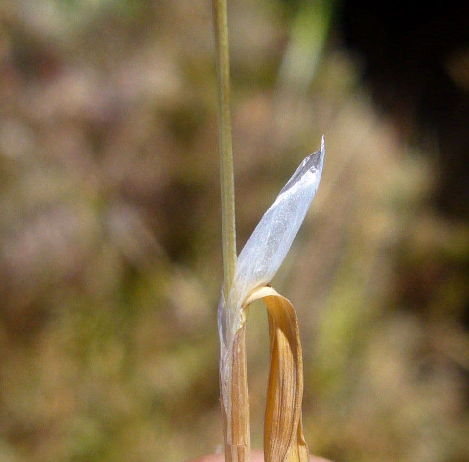 Lamarckia dorata 21