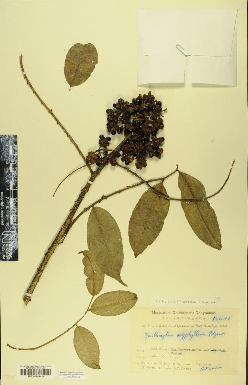 Zanthoxylum 13