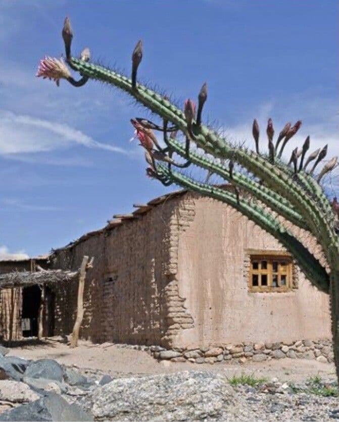 Cereus 14