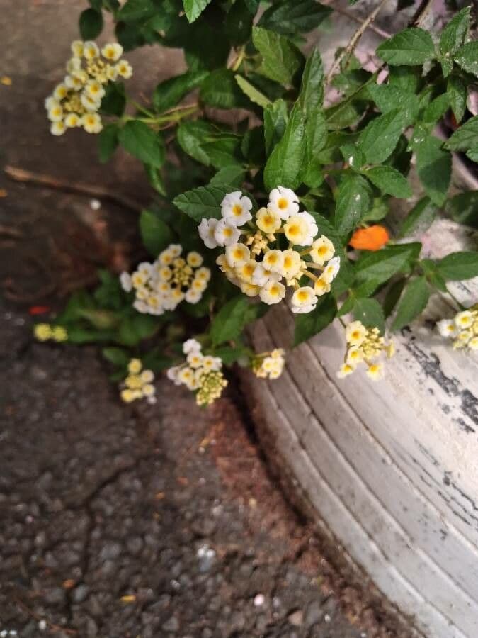 Lantana canescens 9