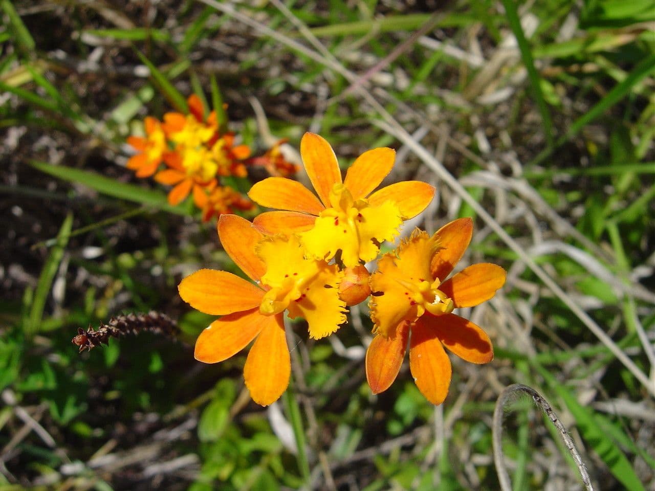 Epidendrum 4