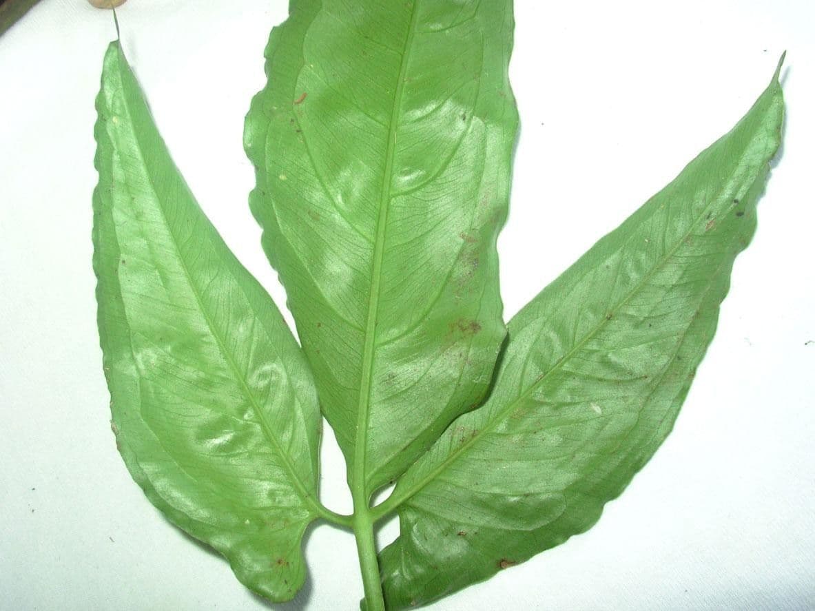 Syngonium 20