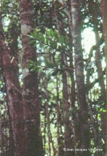 Dendrobium 7