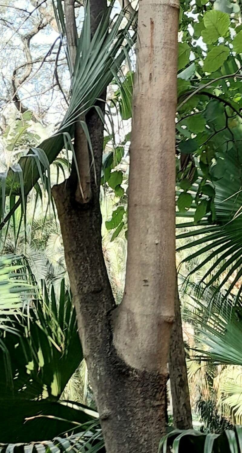 Coccoloba 4